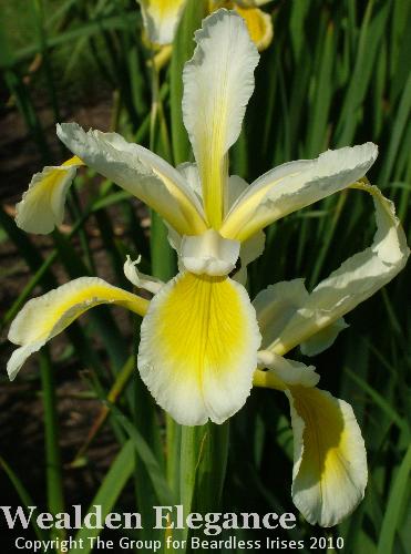 Wealden Elegance (2)